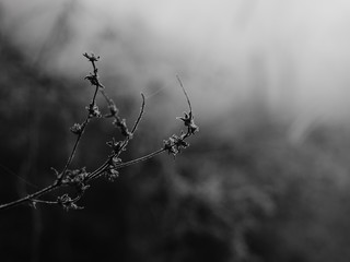 Beautiful autumn. Misty morning. Natural view.