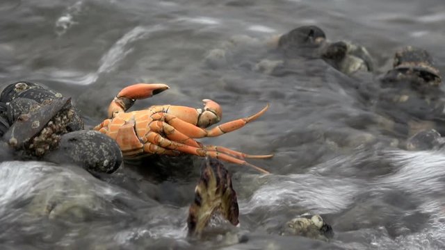 Exuvie, H&uuml;lle von Strandkrabbe, Carcinus maenas, Wattenmeer, Nordsee
