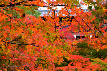 紅葉に染まる