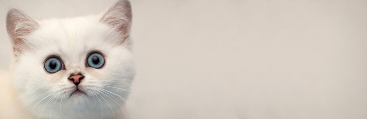 Web banner for the site - the head of a white kitten with blue eyes on a soft background, copy space for your text.