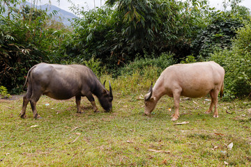 black and white vietnamese water buffalo eat grass