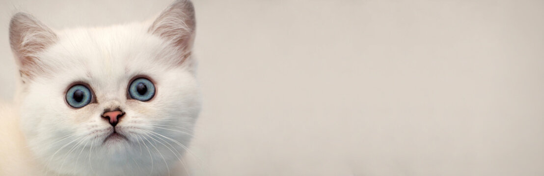 Web banner for the site - the head of a white kitten with blue eyes on a soft background, copy space for your text.