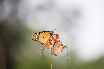 Beautiful Plain Tiger  butterfly sitting on the flower plant with a nice soft background in its natural habitat