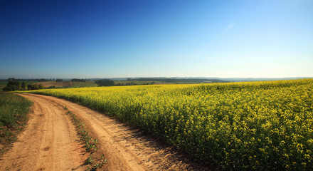 the road passing through the flavovirent field of colza against the background of the blue sky