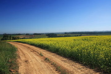 the road passing through the flavovirent field of colza against the background of the blue sky