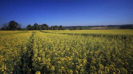 Obraz premium the boundless flavovirent field with colza against the background of the blue sky