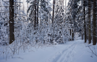 ski track in the winter forest