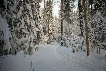 ski track in the winter forest
