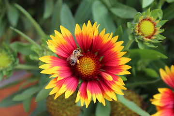 Blume mit Biene