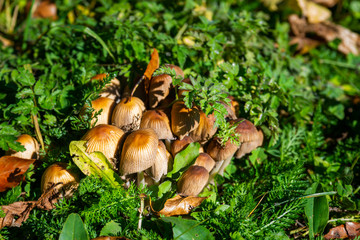 Forest mushrooms. mushrooms in green grass. Mushroom season.