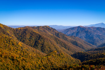 Scenic landscape with trees in mountain forest in autumn