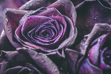 Macro photography of purple roses with raindrops on them. Fantasy and magic concept. Selective...