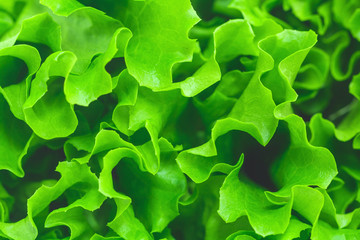 Macro photography of fresh green salad. The concept og healthy food and lifestyle. - obrazy, fototapety, plakaty