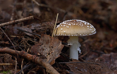 mushrooms of wild forest