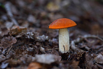 mushrooms of wild forest