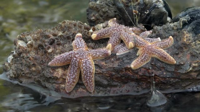 Seesterne, Asteroidea