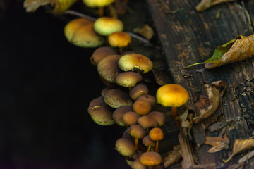 Many dangerous inedible mushrooms in a dark forest. Poisonous mushrooms, hazardous to health