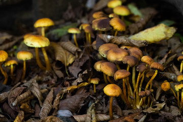 Many dangerous inedible mushrooms in a dark forest. Poisonous mushrooms, hazardous to health