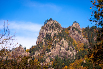 Autumn forest, many trees on the mountain in sunny day