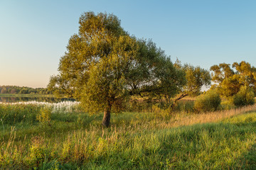 Fototapeta premium Willow on the green shore of a lake
