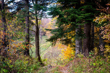 Scenic landscape with trees in mountain forest in autumn