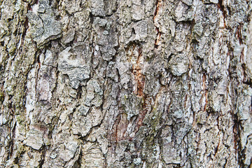 Natural wood texture closeup. Wooden background closeup