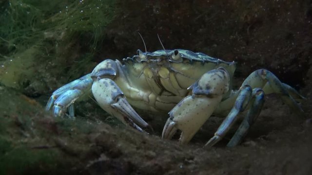 Gemeine Strandkrabbe, Carcinus maenas, Strandkrabbe