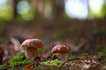 Wild forest mushrooms