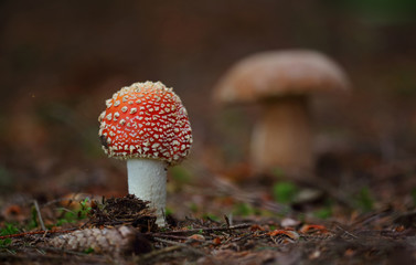 Wild forest mushrooms