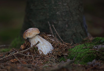 Wild forest mushrooms