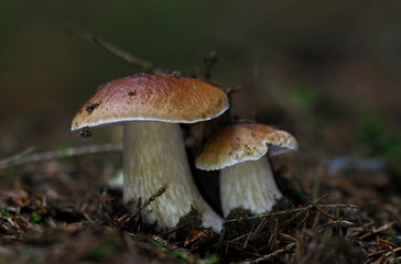 Wild forest mushrooms