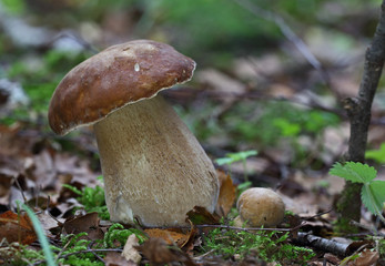 Wild forest mushrooms