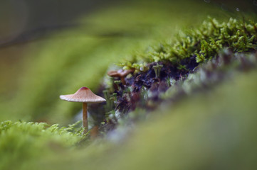 Wild forest mushrooms