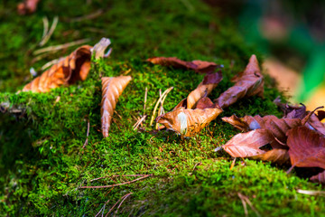 Mushroom in bright green moss on wooden surface
