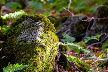 Moss-covered stone. Beautiful moss and lichen covered stone. Bright green moss Background textured in nature. Selective focus