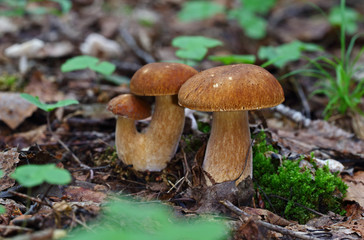 Wild forest mushrooms