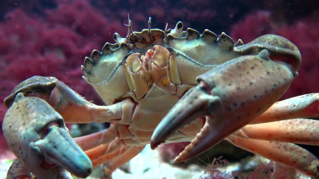 Gemeine Strandkrabbe, Carcinus maenas, Strandkrabbe