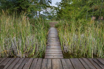 wooden path towards the lake