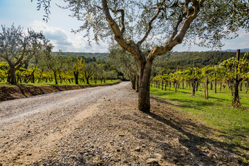 gravel road through the vineyard