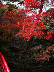 瀬戸の岩屋堂の紅葉