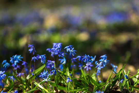 blue scilla flower in a forest glade