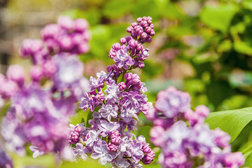 Beautiful Spring branch of blossoming lilac
