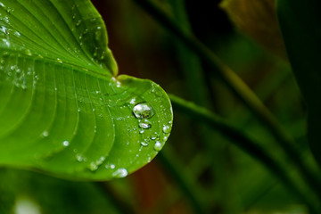 View of water drops on green leaves after raining. in the morning.