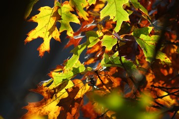 Detail of bright leaves in autumn