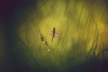 Flowering plant at morning dawn, beautiful bokeh in the background