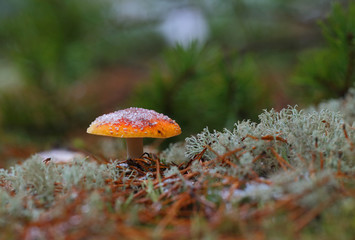 late autumn mushrooms