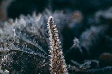 detail of frozen leaf