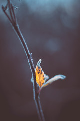Winter nature background