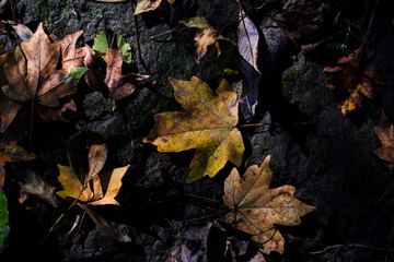 autumn leaves on the ground