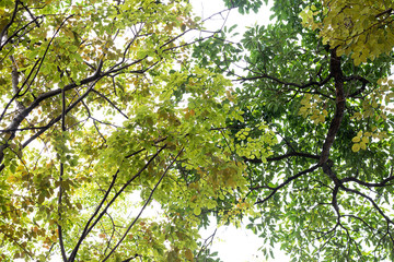 Tree branch on sky background.